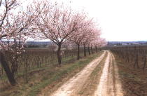 Mandelb�ume