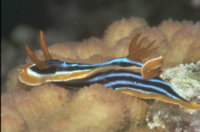 Schnecke